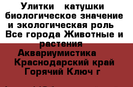 Улитки – катушки: биологическое значение и экологическая роль - Все города Животные и растения » Аквариумистика   . Краснодарский край,Горячий Ключ г.